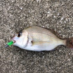 煙樹ヶ浜ショアジギからの穴釣りからのライトゲーム!