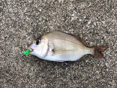 煙樹ヶ浜ショアジギからの穴釣りからのライトゲーム!