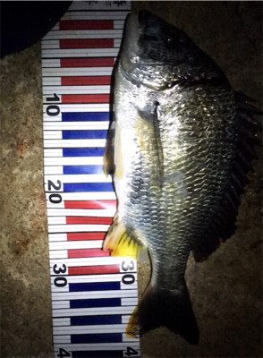 ライトゲーム！