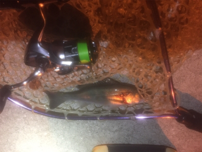 サイトバッチング