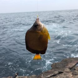 まさかのタイ参上♪