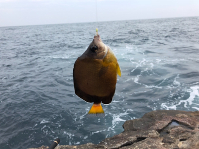 まさかのタイ参上♪