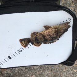 朝まづめメバリング