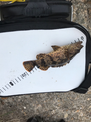 朝まづめメバリング