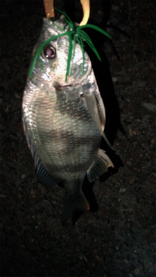 真夜中のチビレ