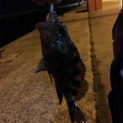 アジが出るかメバルが出るか？