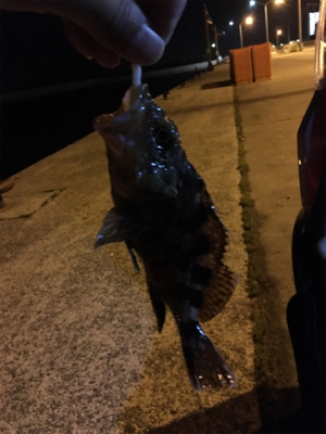 アジが出るかメバルが出るか？