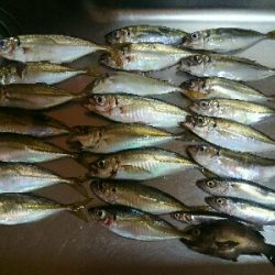 アジ、メバル、サバ、イワシ