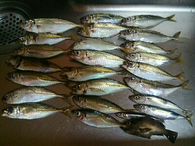 アジ、メバル、サバ、イワシ