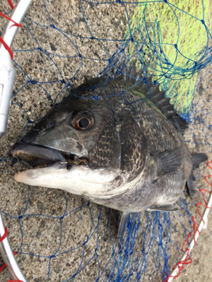 活性の高い日！