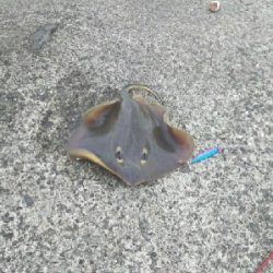 ジグでアカエイ7,8,9,10,11,12,13