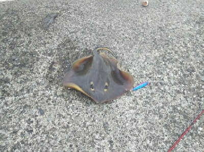 ジグでアカエイ7,8,9,10,11,12,13