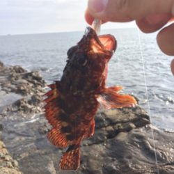磯場 ワームでガシラ（カサゴ）