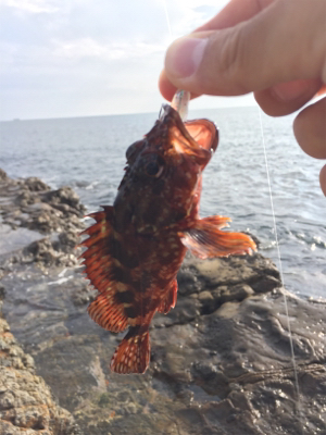 磯場 ワームでガシラ（カサゴ）