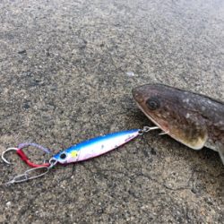 タカベ？なんか美味しい魚らしい(^^)