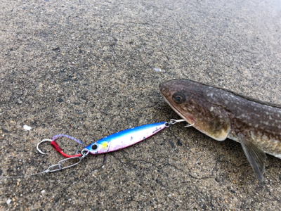 タカベ？なんか美味しい魚らしい(^^)
