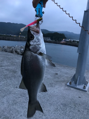 ヒラスズキゲット！