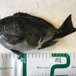 福井地磯フカセ夜釣り