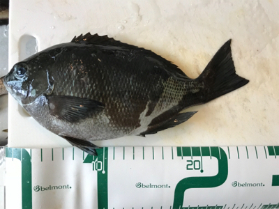 福井地磯フカセ夜釣り