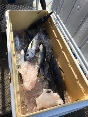 沖縄 パヤオ ジギング