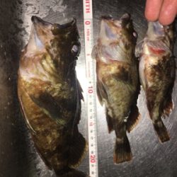 いつでも遊んでくれるガシラ