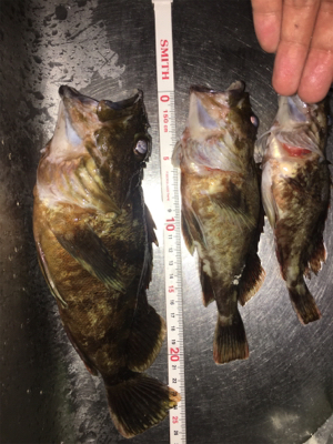 いつでも遊んでくれるガシラ