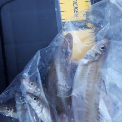 松阪港で1日遊んで来ました