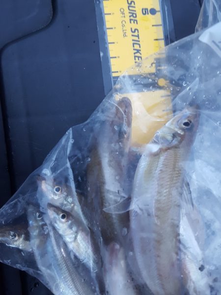 松阪港で1日遊んで来ました