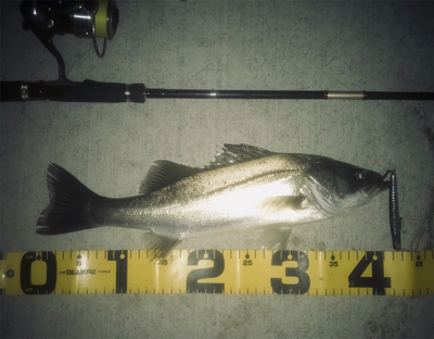 ドブ川シーバス！