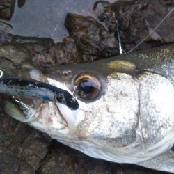 地磯でヒラスズキ