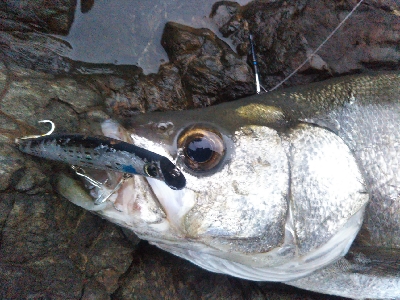 地磯でヒラスズキ