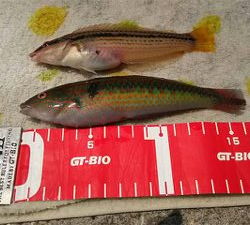 ガシラ アイナメ 五目釣り