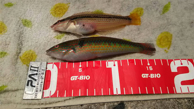 ガシラ アイナメ 五目釣り