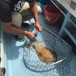 宜野湾でアオリイカ