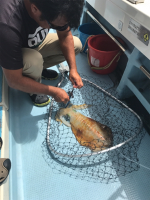 宜野湾でアオリイカ