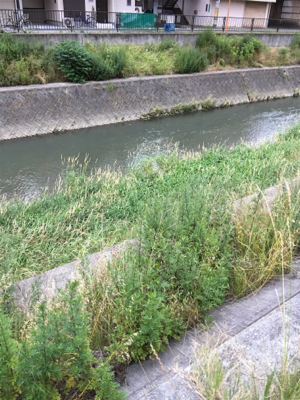 落ちパクでゲット