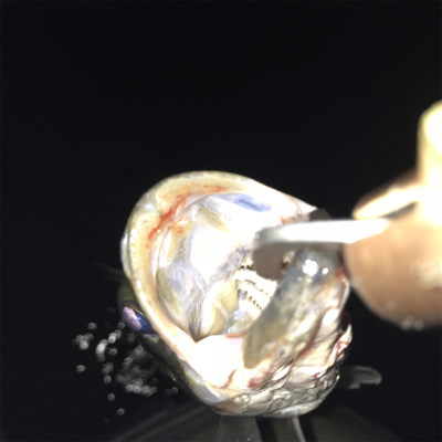 巨ボラのせいで玉網が折れた(･_･;