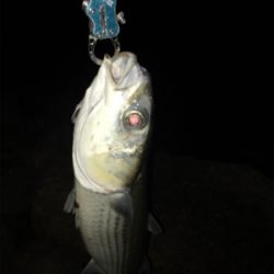 淀川ブリームゲーム ランカーの○○