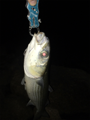 淀川ブリームゲーム ランカーの○○