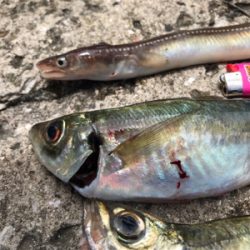 カワハギねらい