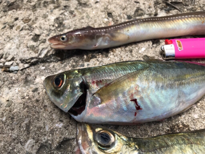 カワハギねらい