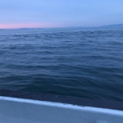 タイラバ〜シーバス