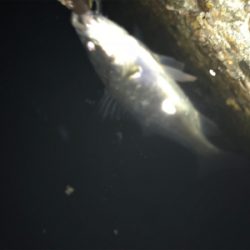 バチパターンでチーバス