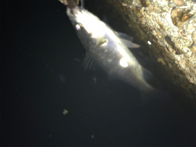 バチパターンでチーバス