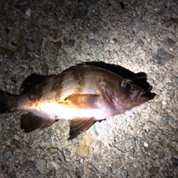 メバル活性高し