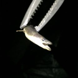 奇跡の淀川五目