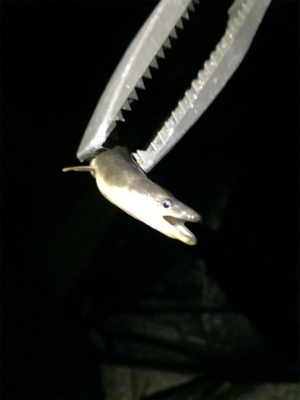 奇跡の淀川五目