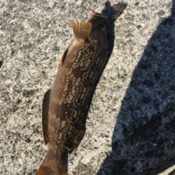 大阪湾ダブルヘッダー①