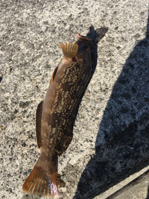 大阪湾ダブルヘッダー①