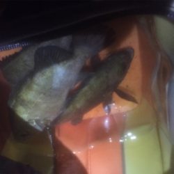 メバちゃん夏バテ？